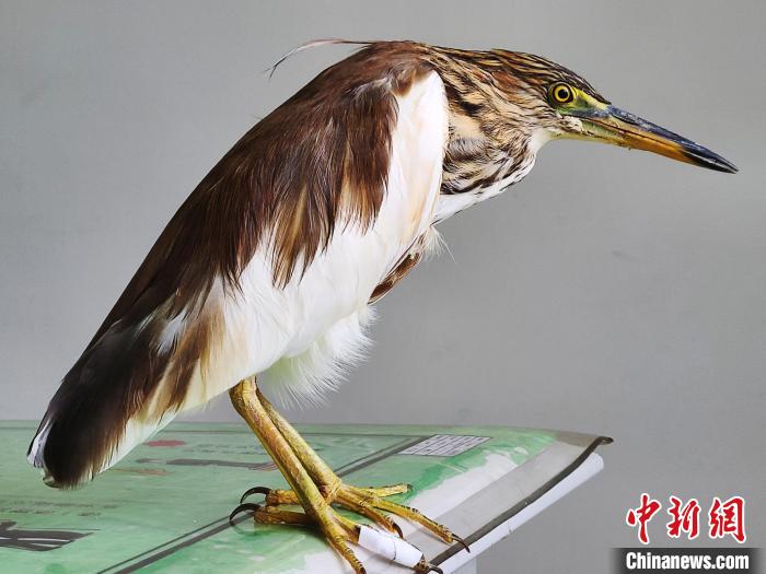 圖為被救助的國家一級重點保護動物池鷺?！×鴿商?攝