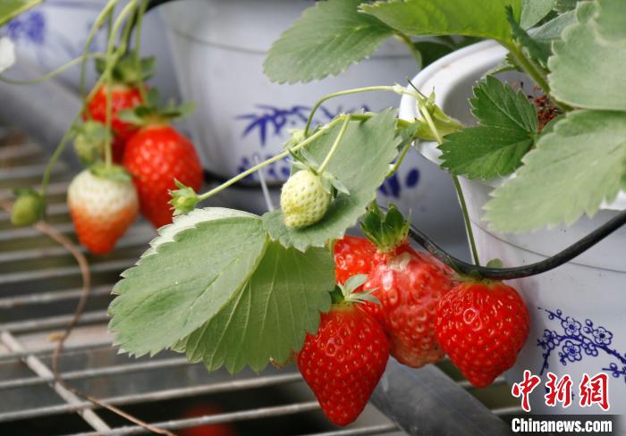 青?；ブ捍蛟烊珖畲蟾咴葺N苗繁育中心