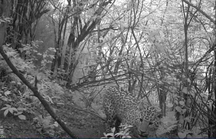 金錢豹首次現身陜西平河梁國家級自然保護區(qū)