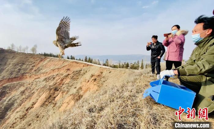 青海：救助、放歸四只國(guó)家二級(jí)保護(hù)野生動(dòng)物