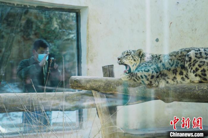 圖為雪豹“奶爸”史壽軍正在直播?！●R銘言 攝