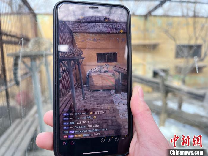 圖為雪豹“奶爸”史壽軍正在直播?！●R銘言 攝