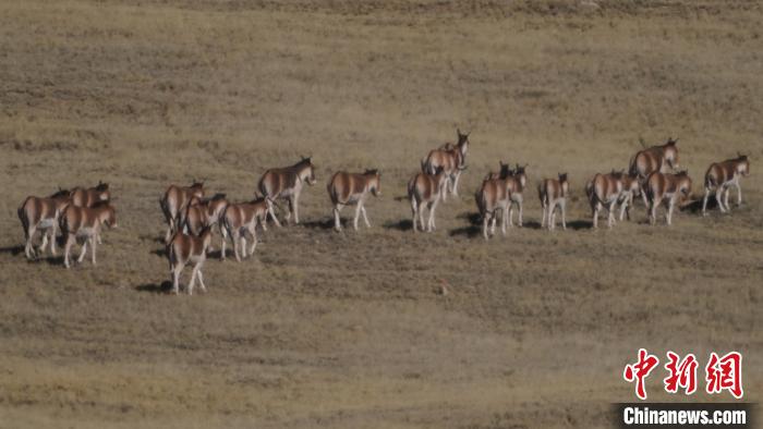 圖為草地上的西藏野驢?！“簿S斌 攝