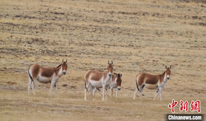 圖為草地上的西藏野驢?！“簿S斌 攝