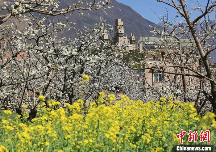 潔白的李花與村寨交相輝映，勾勒出一幅美麗的和諧生態(tài)畫卷?！『吻搴?攝