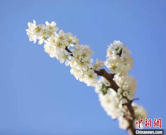 李花盛開?！『吻搴?攝