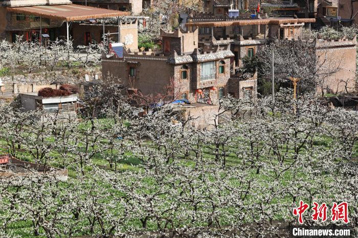 潔白的李花與村寨交相輝映，勾勒出一幅美麗的和諧生態(tài)畫卷?！『吻搴?攝