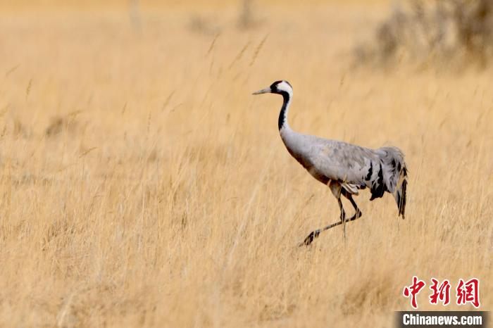 圖為灰鶴在青海海西蒙古族藏族自治州都蘭縣巴隆地區(qū)“閑庭漫步”。　 松太加 攝