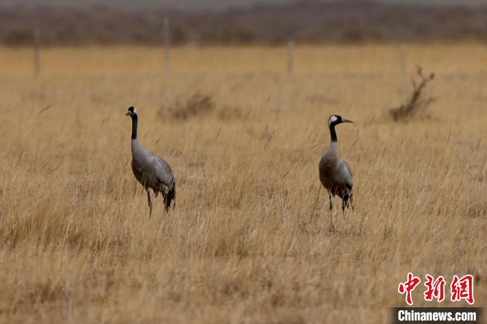 圖為灰鶴在青海海西蒙古族藏族自治州都蘭縣巴隆地區(qū)“閑庭漫步”?！?松太加 攝