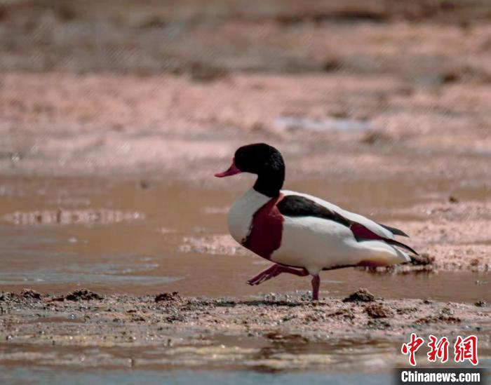 圖為翹鼻麻鴨。　功霸扎西 攝