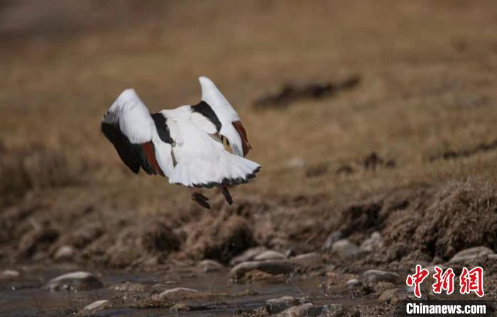 圖為翹鼻麻鴨?！」Π栽?攝