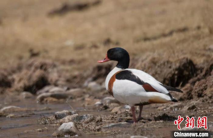 圖為翹鼻麻鴨?！」Π栽?攝