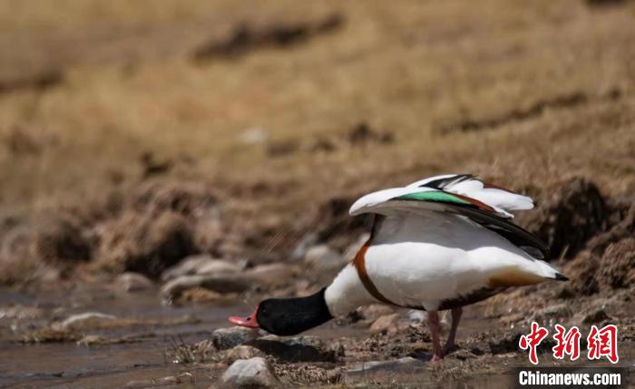 圖為翹鼻麻鴨?！」Π栽?攝