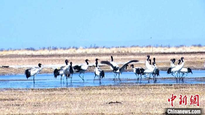 圖為成群的黑頸鶴“翩翩起舞”。　當(dāng)智 攝