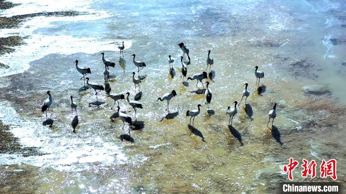 圖為黑頸鶴群駐足休憩?！￡惷髡?攝