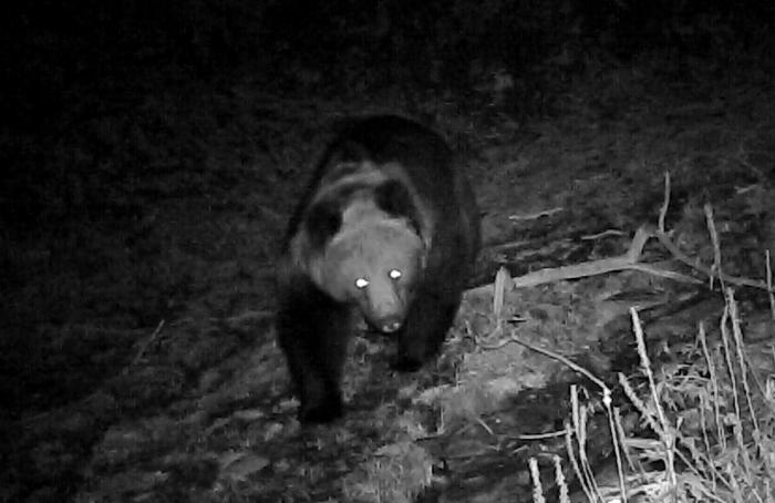 青?；ブ鄙?0年來首次發(fā)現(xiàn)棕熊活動軌跡