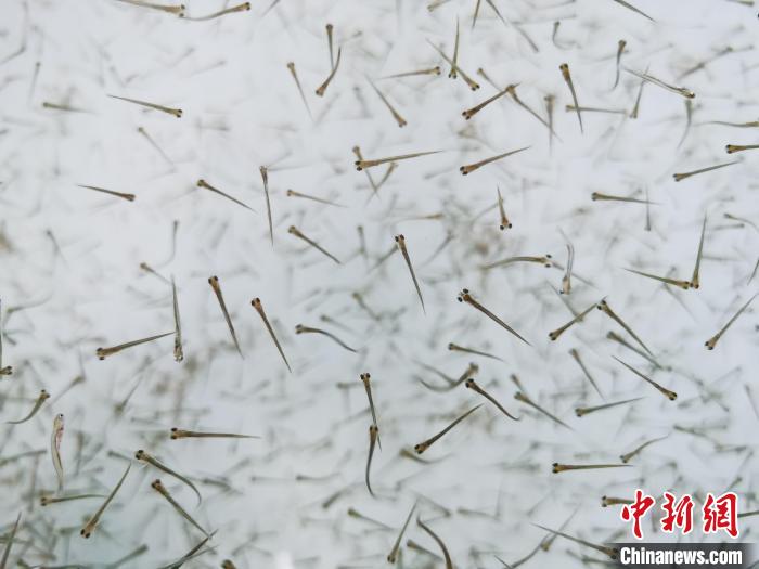 探訪青海湖湟魚“育嬰室”：“密集”育苗，體重10克放流