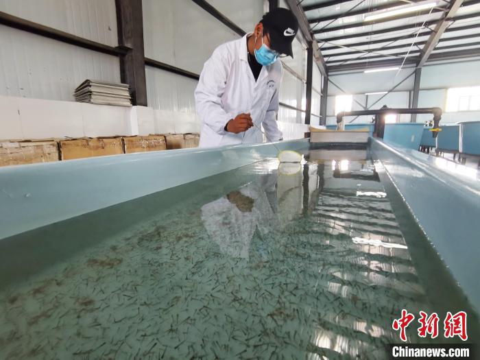 圖為工作人員檢查魚苗。　張?zhí)砀?攝