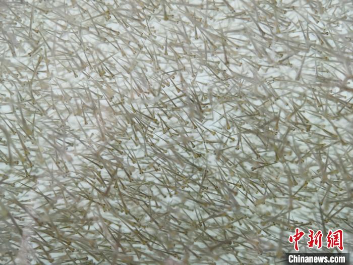 圖為密集分布的魚苗。　張?zhí)砀?攝