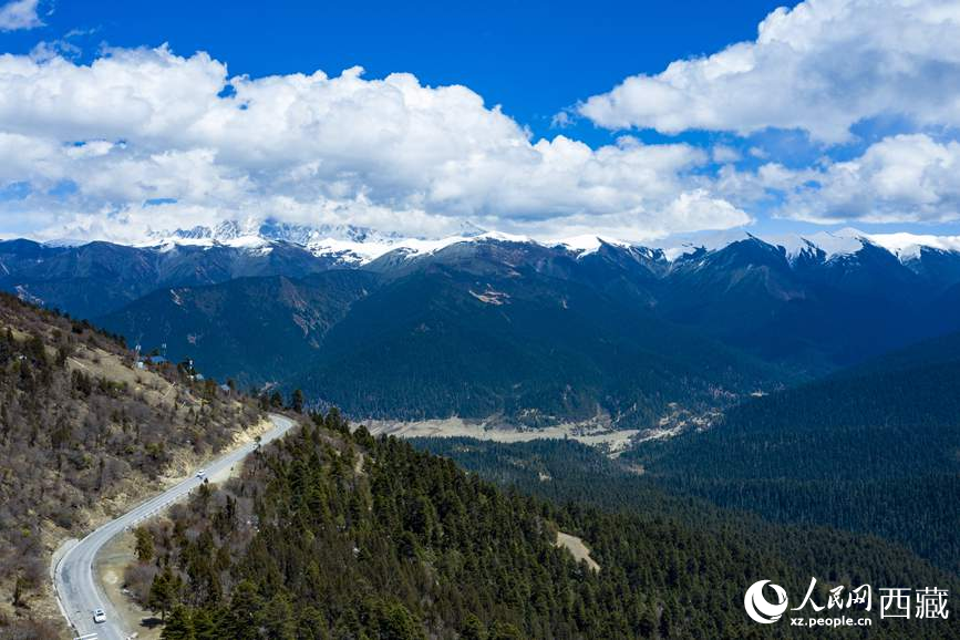 圖為在海拔4700多米的色季拉山，觀測從森林到草甸的多種植被類型。