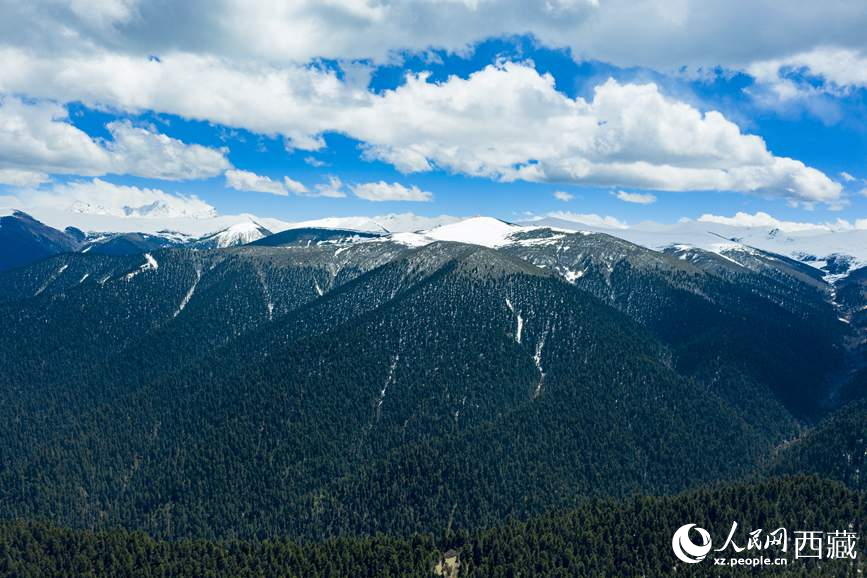 圖為在海拔4700多米的色季拉山，觀測(cè)從森林到草甸的多種植被類型。