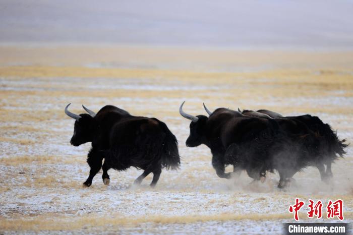 牦牛如何適應(yīng)低氧環(huán)境？中科院團(tuán)隊(duì)發(fā)現(xiàn)牦牛特有肺內(nèi)皮細(xì)胞起作用