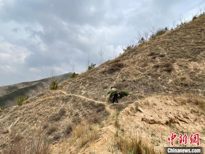 資料圖為建行青海省分行綠化區(qū)施工隊(duì)隊(duì)員人工運(yùn)樹(shù)苗。　建行青海省分行供圖