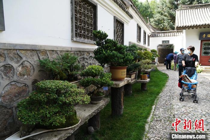 圖為市民在西寧園林植物園內(nèi)觀賞盆景?！●R銘言 攝