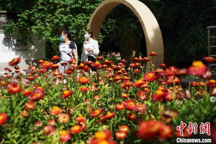 青海西寧:時令花卉別有韻味