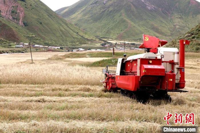 圖為秋收現(xiàn)場?！∮駱渲菸麄鞑抗﹫D