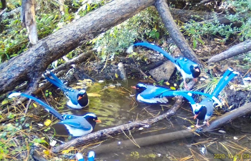 紅嘴藍(lán)鵲。涼山州委宣傳部供圖