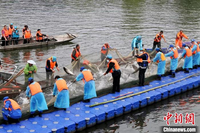 捕撈現(xiàn)場?！≈鬓k方供圖