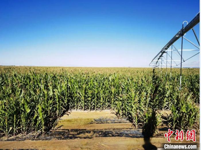 青?！凹Z改飼”項目收儲飼草44萬余噸