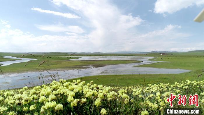青海澤曲草原見聞：牛羊可“選美”，“生態(tài)畜牧”成招牌