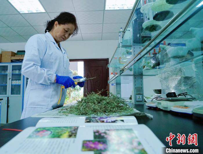 圖為張錦梅在實(shí)驗(yàn)室工作?！●R銘言 攝