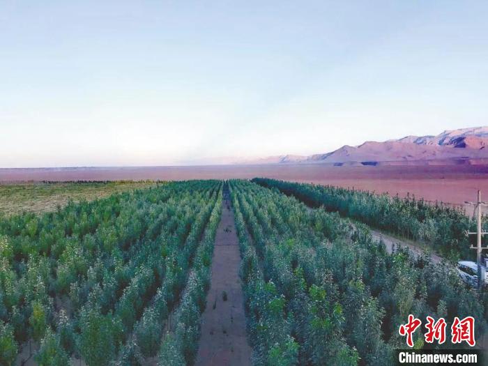 圖為格爾木境內(nèi)種植的綠樹?！「駹柲救诿襟w中心供圖