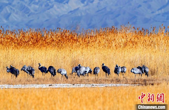 圖為可魯克湖野生水鳥覓食?！〉铝罟形麄鞑抗﹫D