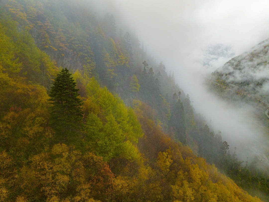 云纏霧繞，層林盡染。
