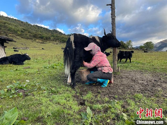圖為9月27日早晨牧民擠牦牛奶。 <a target='_blank' href='/'><p  align=