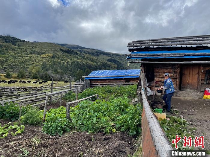 圖為9月27日牧民的牧屋和菜園子。 <a target='_blank' href='/'><p  align=