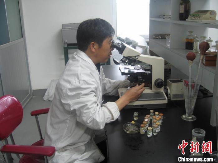 資料圖為研究團(tuán)隊(duì)進(jìn)行實(shí)驗(yàn)室寄生蟲分類鑒定?！?青海省畜牧獸醫(yī)科學(xué)院供圖