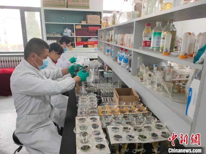 資料圖為研究團(tuán)隊(duì)進(jìn)行樣本檢查。　 青海省畜牧獸醫(yī)科學(xué)院供圖