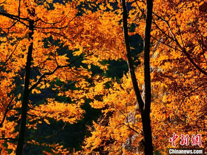 秋意濃?！≈炱桨?攝