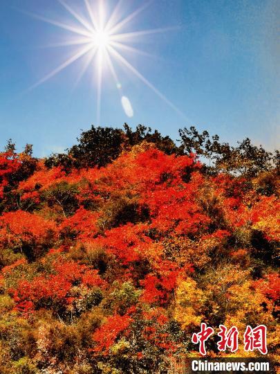 萬源市紅葉似火?！≈炱桨?攝