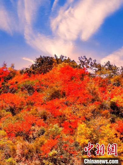 萬源深秋紅葉似火?！≈炱桨?　攝