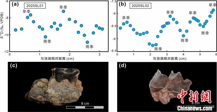 本次研究中的犀牛牙齒化石及氧同位素特征?！≈锌圃呵嗖馗咴?供圖