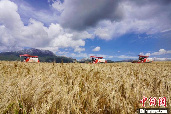 圖為青稞收獲。　李玉峰 攝