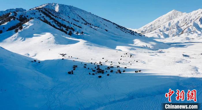 圖為牦牛群在雪地里覓食?！《继m縣融媒體中心供圖