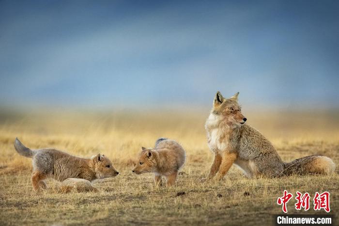 圖為焦生福的作品《居安思?！贰！∏嗪Ｊ∑钸B山自然保護(hù)協(xié)會供圖