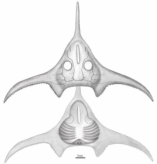 玉海翼角魚復原圖。　郭肖聰 繪圖 攝